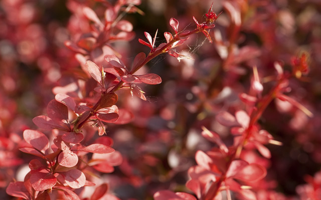 Red plant flower leaves bokeh free wallpaper - medium preview image