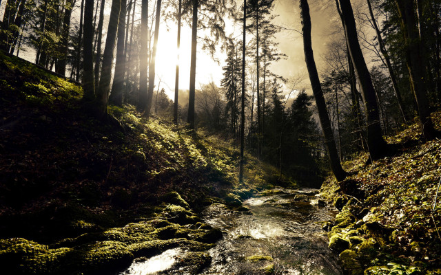 Forest sunbeam mossyrocks cityscape night free wallpaper - medium preview image