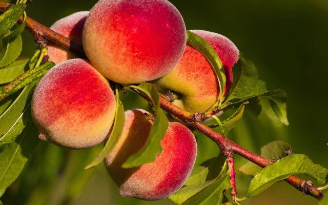 Branch peaches green background blurry free wallpaper for desktop - medium preview image