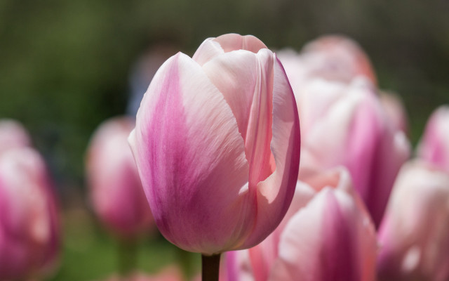 Pink flower closeup bokeh shallow free wallpaper - medium preview image