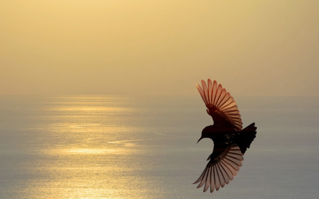 Bird ocean sun feathers wings free wallpaper - medium preview image
