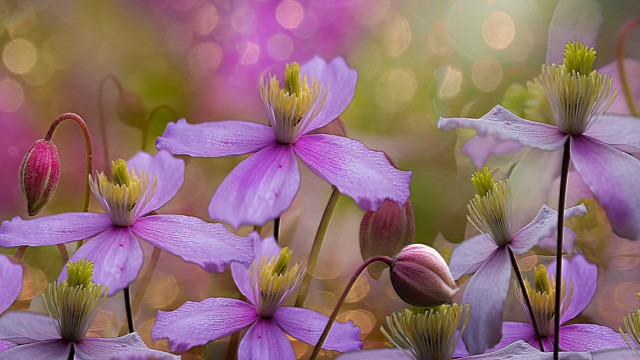 Purple flowers butterfly bokeh macro #2 free wallpaper - medium preview image