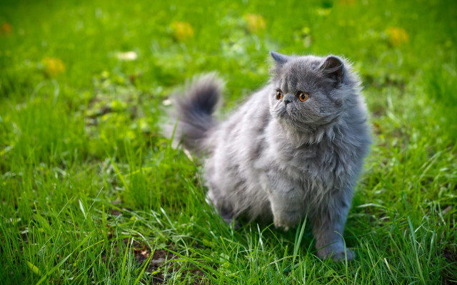 Gray cat sad eyed plantation free wallpaper - medium preview image