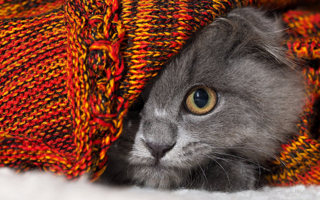 Cat blanket peeking fire autumn free wallpaper - medium preview image