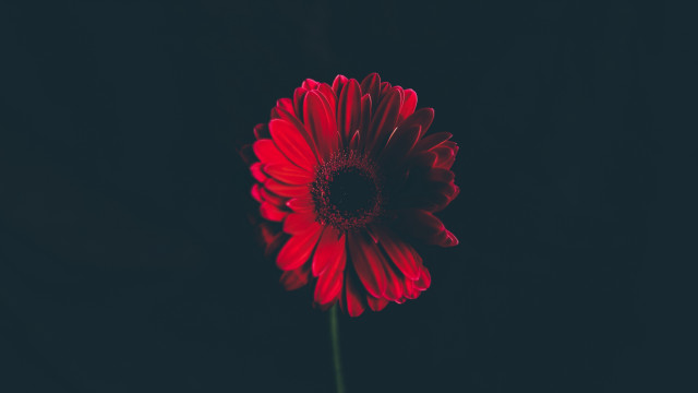 Red flower black background camellia free wallpaper - medium preview image