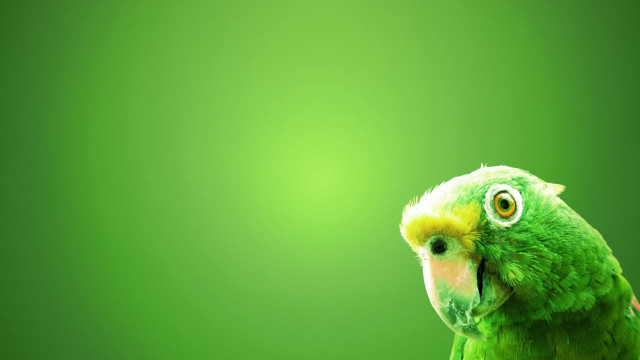 Green parrot yellow beak yellow #2 free wallpaper - medium preview image