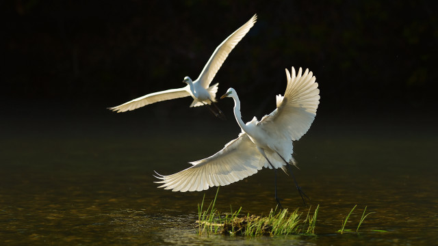 White birds flying over water free wallpaper - medium preview image