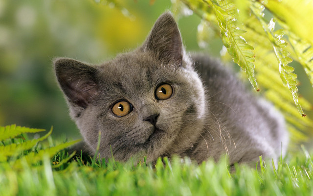 Curious black cat in grass free wallpaper - medium preview image