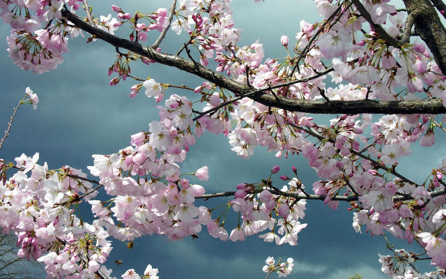 Pink flower tree cloudy sky free wallpaper - medium preview image