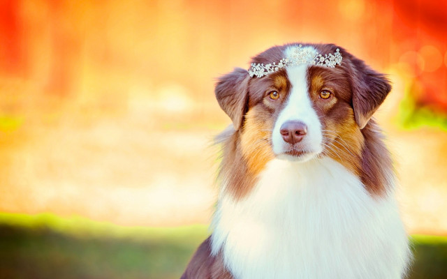 Dog tiaradog glamor pose elkevogelsang free wallpaper - medium preview image