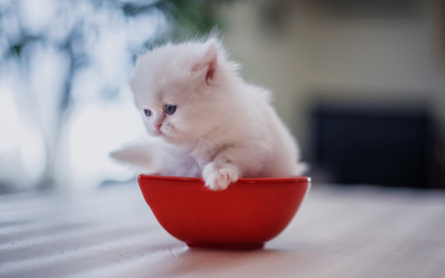 White kitten red bowl table free wallpaper - medium preview image
