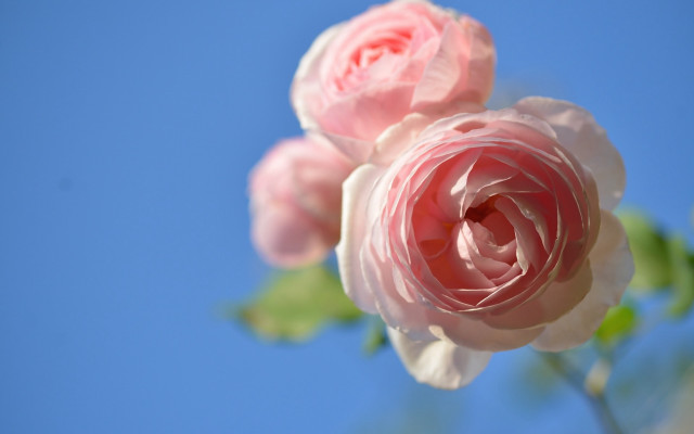 Pink rose blue sky macro free wallpaper - medium preview image