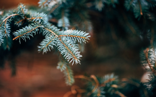 Pine needles branch blurry background free wallpaper - medium preview image