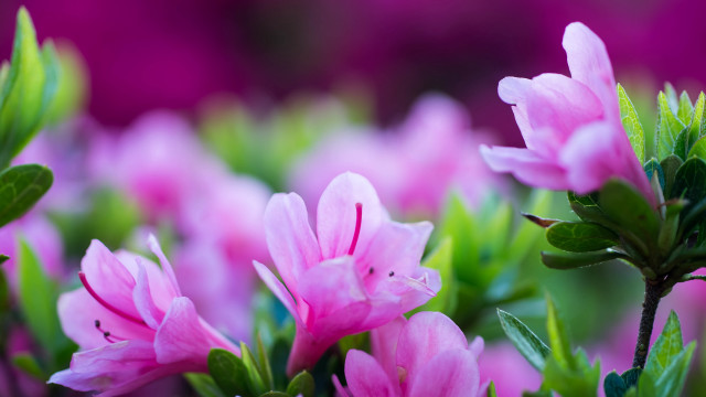 Pink flower bokeh leaves macro #2 free wallpaper - medium preview image