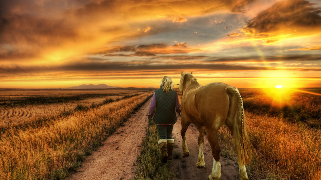 Horses dirt road sunset field free wallpaper - medium preview image
