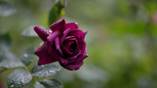 Purple rose water droplets bokeh free wallpaper - medium preview image