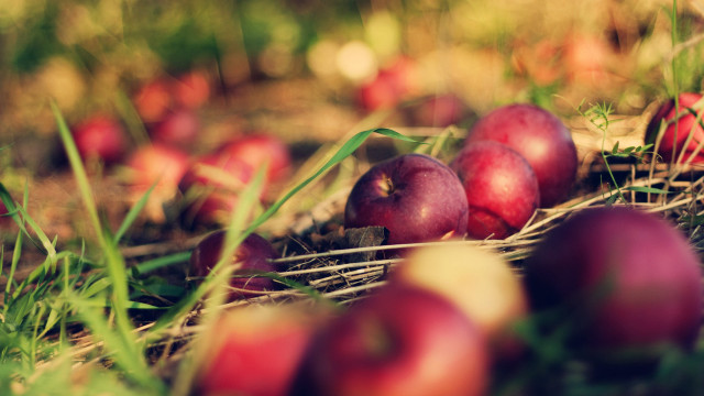 Apples grass bokeh fall vibrant free wallpaper - medium preview image