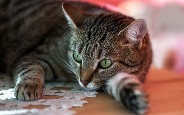 Cat paw table green eyes free wallpaper - medium preview image