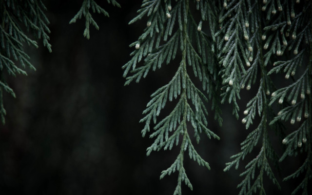 Pine needles cones closeup dark free wallpaper - medium preview image
