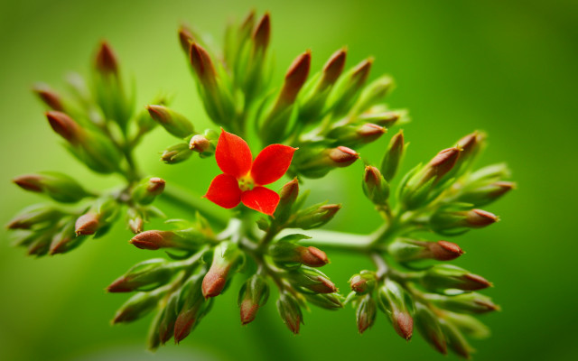 Red flower blooming green stem free wallpaper - medium preview image
