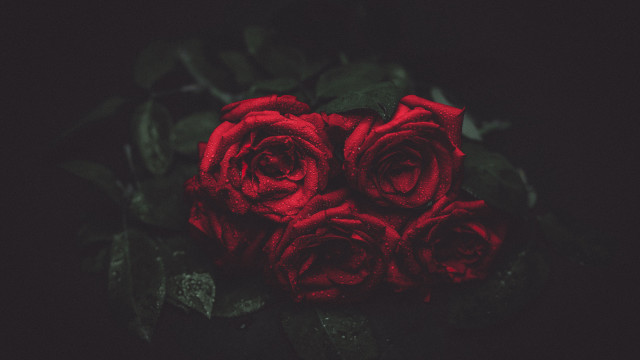 Red roses still life dark free wallpaper - medium preview image