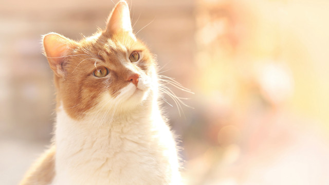 Cat looking up rayonism lens free wallpaper - medium preview image