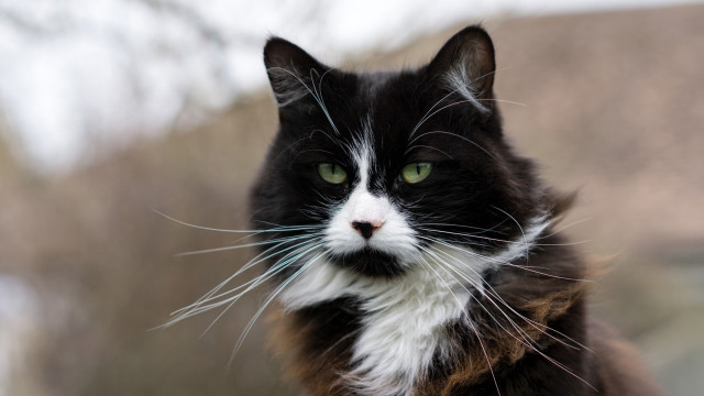 Black white cat green eyes #5 free wallpaper - medium preview image