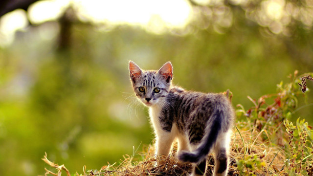 Kitten hillside forest blurry depth free wallpaper - medium preview image