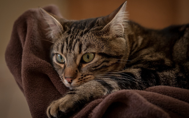 Cat blanket paw pillow bed free wallpaper - medium preview image