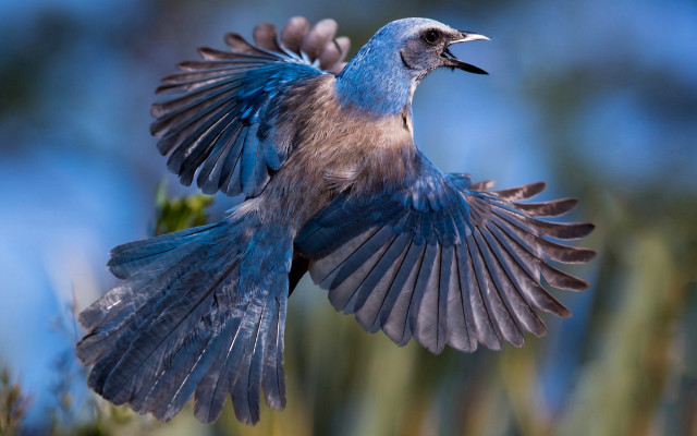 Blue bird wings spread macro free wallpaper - medium preview image