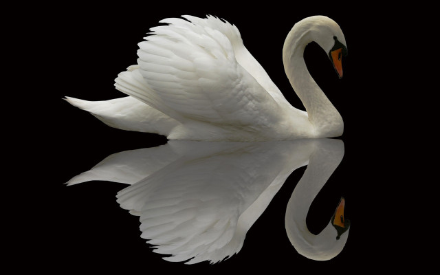 White swan spread wings reflection free wallpaper - medium preview image