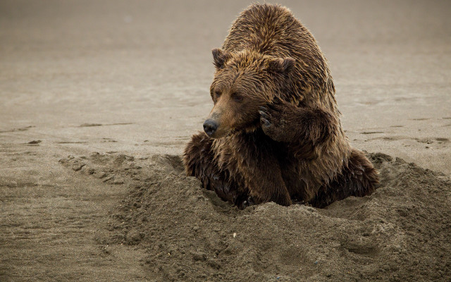 Brown bear sand beach paw free wallpaper - medium preview image