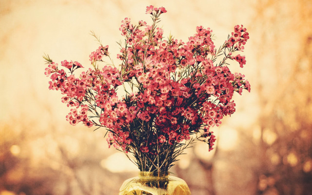 Vase flowers table tree autumn free wallpaper - medium preview image