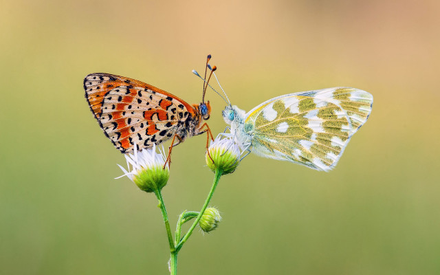 Butterflies flower grass naturalism macro free wallpaper - medium preview image