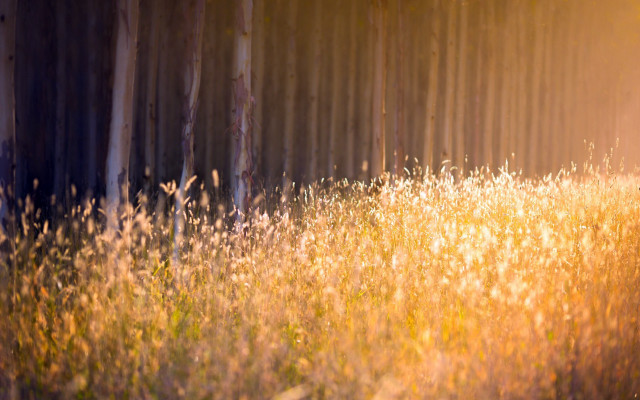 Autumn leaves fence sunset mountains free wallpaper - medium preview image