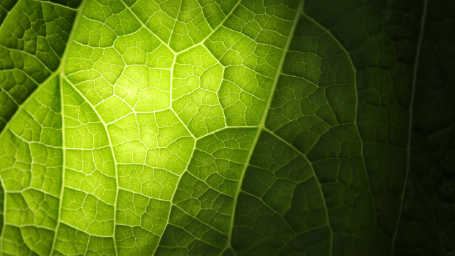 Green leaf light shining macro free wallpaper - medium preview image
