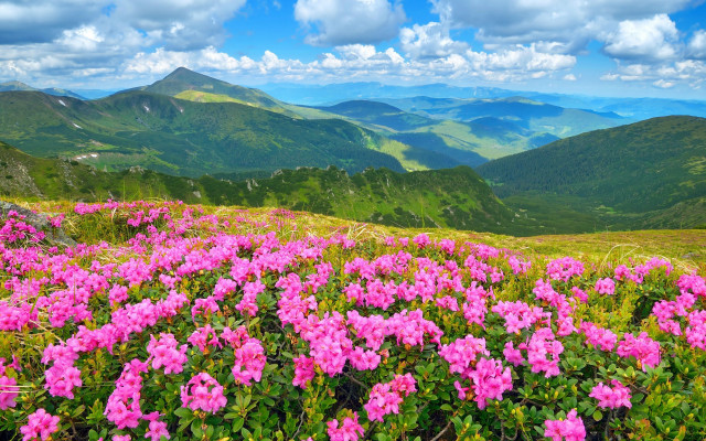 Pink flower field mountain top free wallpaper - medium preview image