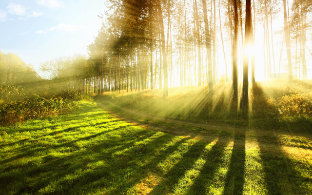 Sunbeam forest path grass light free wallpaper - medium preview image