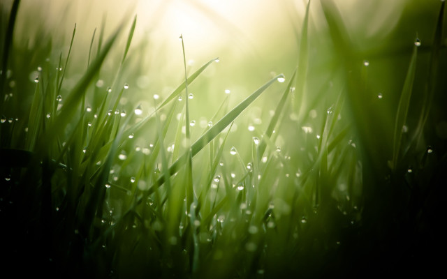 Grass dew sunshine macro bamboo free wallpaper - medium preview image