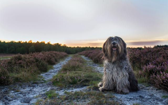 Shaggy dog flower field sunset free wallpaper - medium preview image