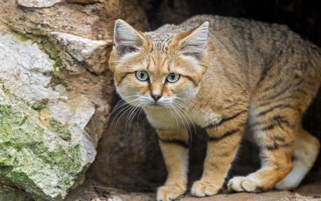 Curious sumatra cat rock wall free wallpaper - medium preview image
