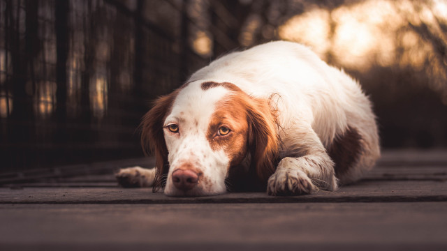 Dog head ground eyes open free wallpaper - medium preview image