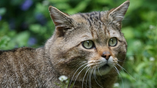 Surprised cat field flowers blurry free wallpaper - medium preview image