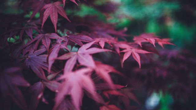 Tree leaf butterfly flowers shallow free wallpaper - medium preview image