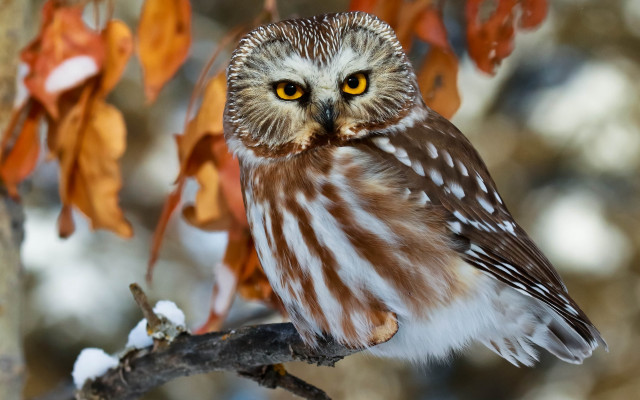Small owl perched branch yellow free wallpaper - medium preview image