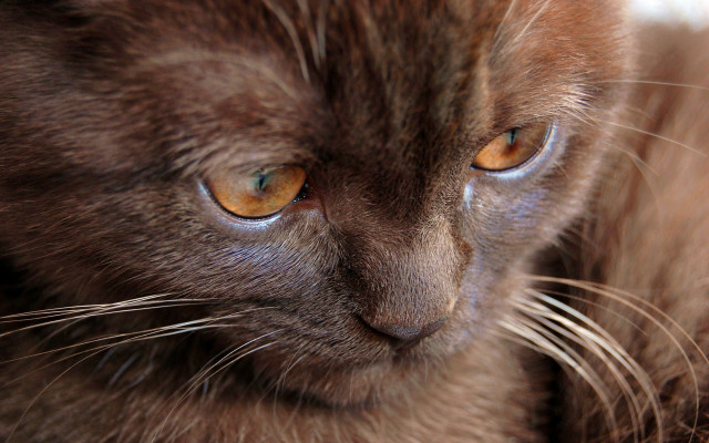 Cat yellow eyes macro closeup free wallpaper - medium preview image