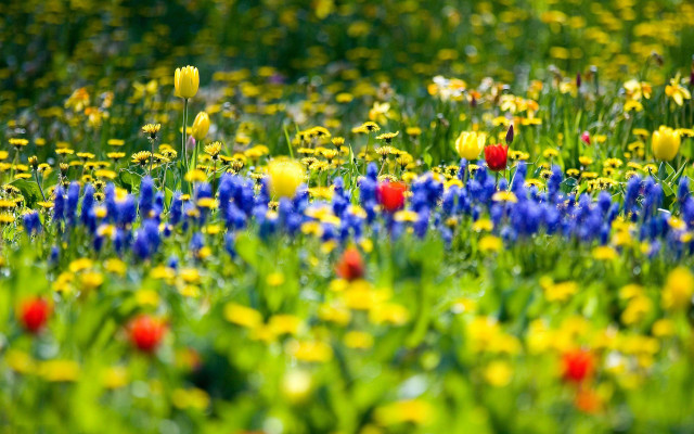 Flower field green yellow red free wallpaper - medium preview image