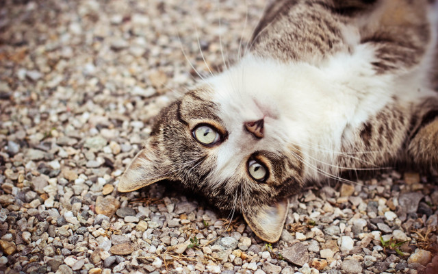 Cat back gravel wide eyes free wallpaper - medium preview image