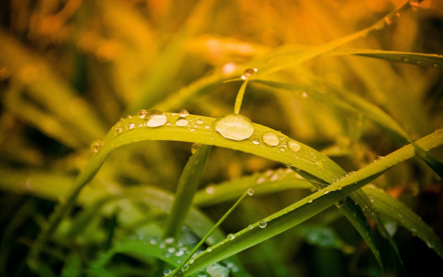 Grass water droplets autumn bokeh free wallpaper - medium preview image