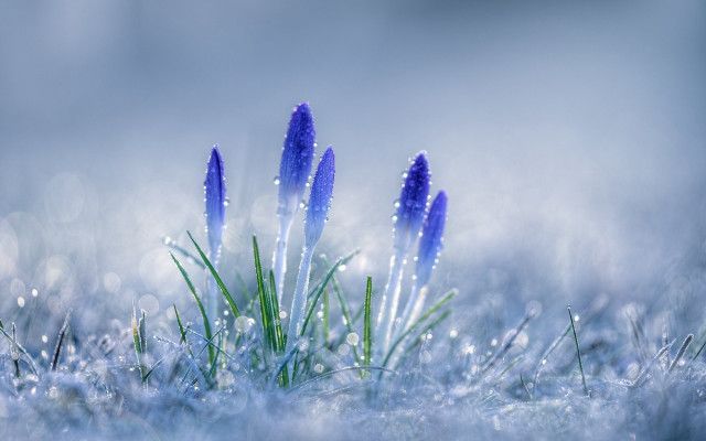 Blue flowers snow drops macro free wallpaper - medium preview image